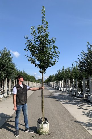 Baumflieder 'Ivory Silk' | Syringa reticulata 'Ivory Silk'