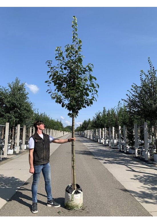Baumflieder 'Ivory Silk' | Syringa reticulata 'Ivory Silk'