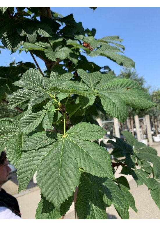Gefülltblühende Rosskastanie 'Baumannii' | Aesculus hippocastanum 'Baumannii'
