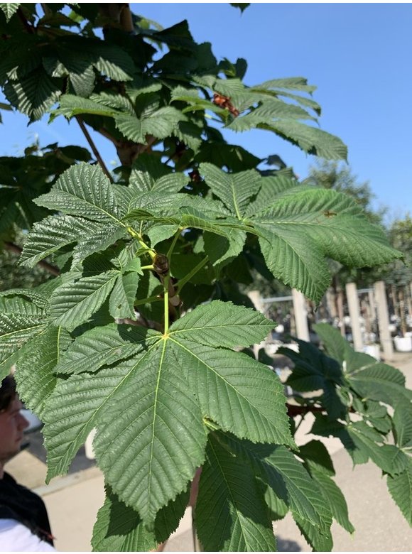 Gefülltblühende Rosskastanie 'Baumannii' | Aesculus hippocastanum 'Baumannii' Gefülltblühende Rosskastanie 'Baumannii' | Aesculus hippocastanum 'Baumannii'