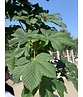 Gefülltblühende Rosskastanie 'Baumannii' | Aesculus hippocastanum 'Baumannii'