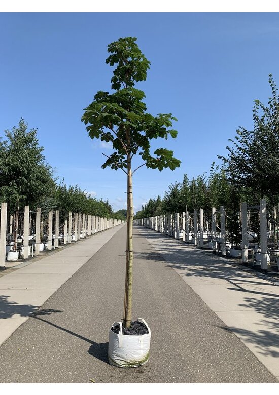 Gefülltblühende Rosskastanie 'Baumannii' | Aesculus hippocastanum 'Baumannii'