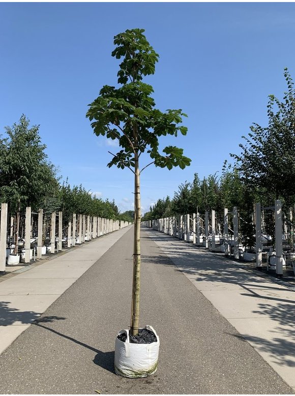 Gefülltblühende Rosskastanie 'Baumannii' | Aesculus hippocastanum 'Baumannii' Gefülltblühende Rosskastanie 'Baumannii' | Aesculus hippocastanum 'Baumannii'