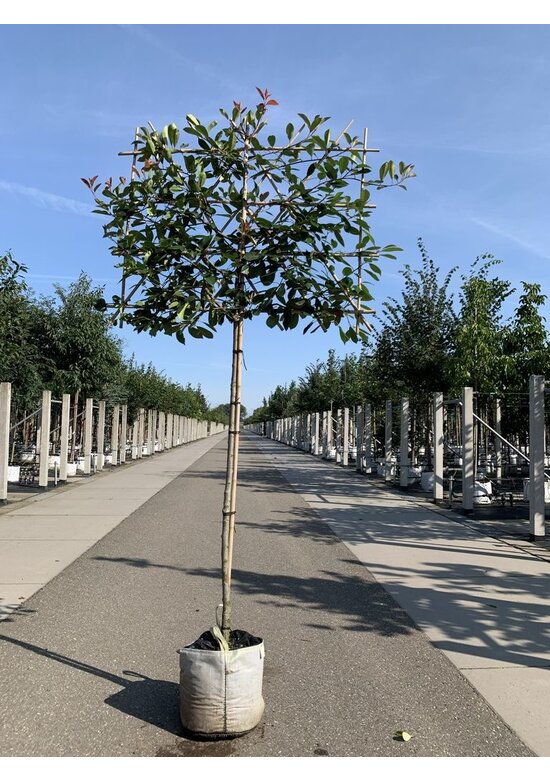 Glanzmispel Spalierbaum 'Red Robin' | Photinia fraseri 'Red Robin'