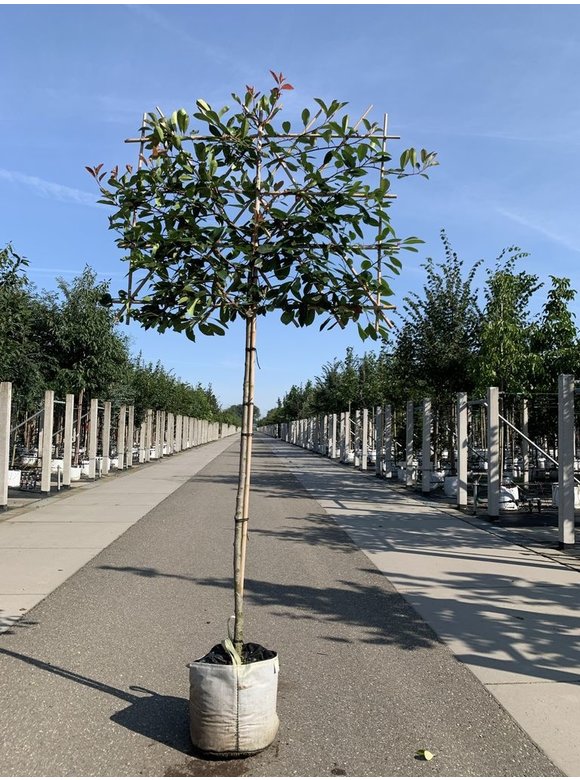Glanzmispel 'Red Robin' - Spalierbaum | Photinia fraseri 'Red Robin' Glanzmispel 'Red Robin' - Spalierbaum | Photinia fraseri 'Red Robin'