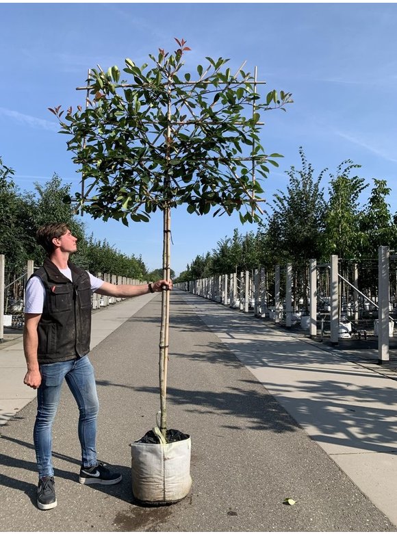 Glanzmispel 'Red Robin' - Spalierbaum | Photinia fraseri 'Red Robin' Glanzmispel 'Red Robin' - Spalierbaum | Photinia fraseri 'Red Robin'
