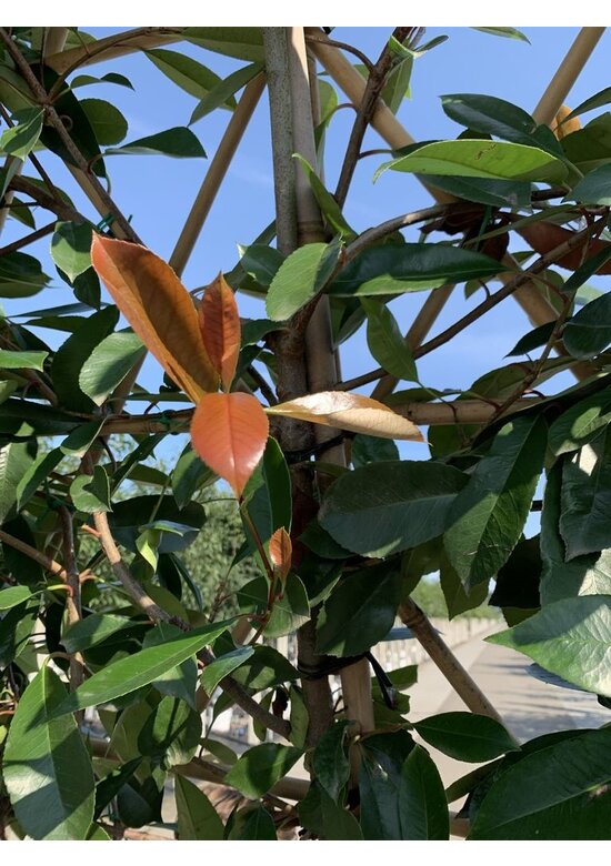 Glanzmispel 'Red Robin' - Spalierbaum | Photinia fraseri 'Red Robin' Glanzmispel 'Red Robin' - Spalierbaum | Photinia fraseri 'Red Robin'
