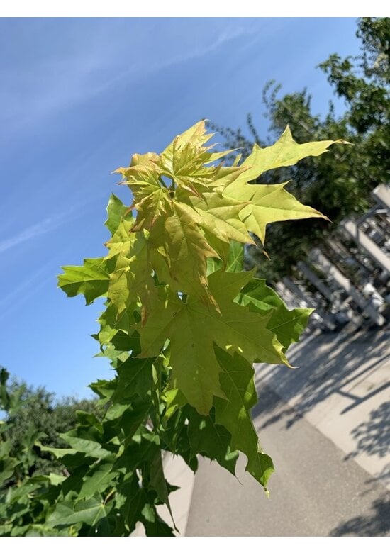 Goldahorn 'Princeton Gold' | Acer platanoides 'Princeton Gold'