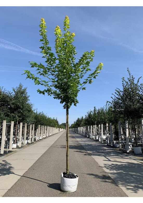 Goldahorn 'Princeton Gold' | Acer platanoides 'Princeton Gold'