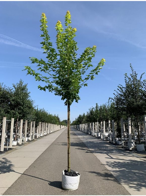 Goldahorn 'Princeton Gold' | Acer platanoides 'Princeton Gold' Goldahorn 'Princeton Gold' | Acer platanoides 'Princeton Gold'
