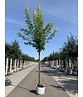 Goldahorn 'Princeton Gold' | Acer platanoides 'Princeton Gold'