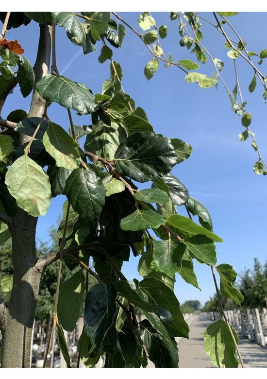 Grüne Hängebuche 'Pendula' | Fagus sylvatica 'Pendula'