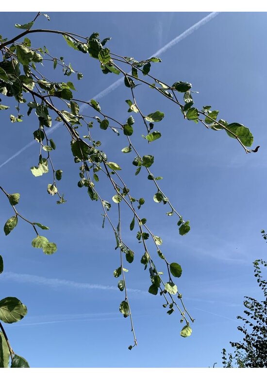 Grüne Hängebuche 'Pendula' | Fagus sylvatica 'Pendula'