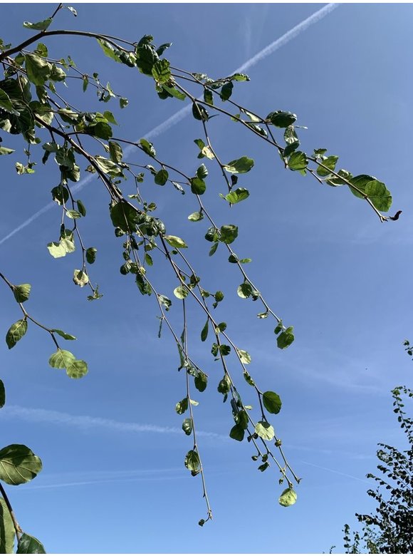 Grüne Hängebuche 'Pendula' | Fagus sylvatica 'Pendula' Grüne Hängebuche 'Pendula' | Fagus sylvatica 'Pendula'