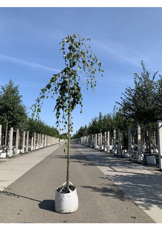 Grüne Hängebuche 'Pendula' | Fagus sylvatica 'Pendula'