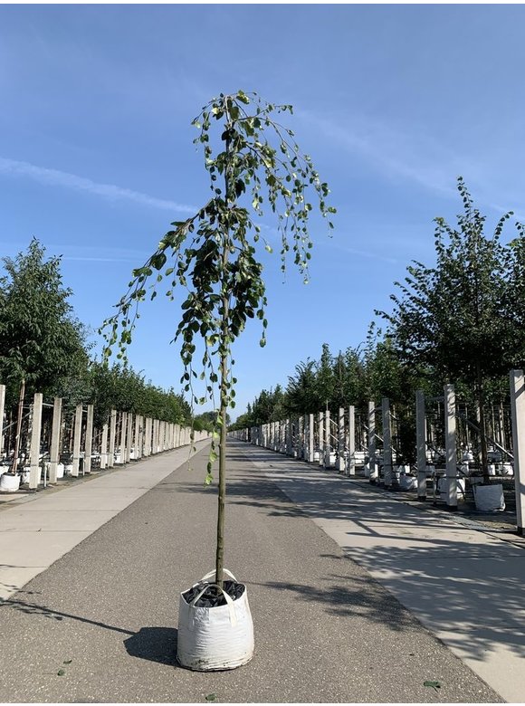 Grüne Hängebuche 'Pendula' | Fagus sylvatica 'Pendula' Grüne Hängebuche 'Pendula' | Fagus sylvatica 'Pendula'