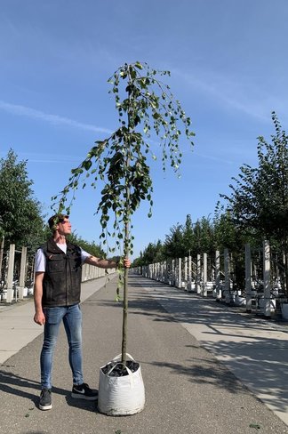 Grüne Hängebuche 'Pendula' | Fagus sylvatica 'Pendula'