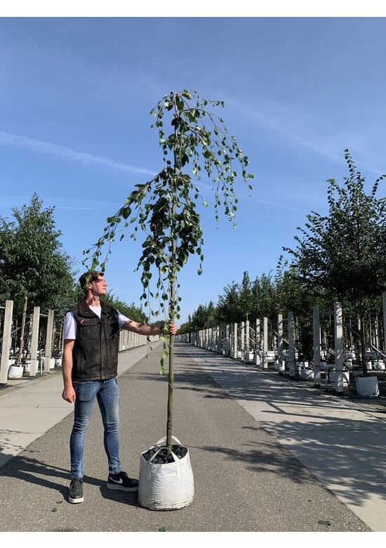 Grüne Hängebuche 'Pendula' | Fagus sylvatica 'Pendula'