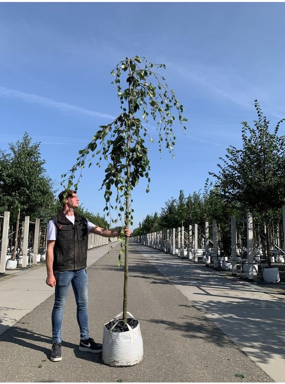 Grüne Hängebuche 'Pendula' | Fagus sylvatica 'Pendula' Grüne Hängebuche 'Pendula' | Fagus sylvatica 'Pendula'