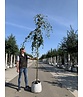 Grüne Hängebuche 'Pendula' | Fagus sylvatica 'Pendula'