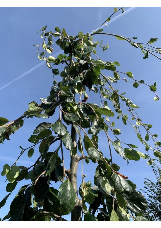 Grüne Hängebuche 'Pendula' | Fagus sylvatica 'Pendula'