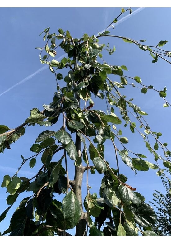 Grüne Hängebuche 'Pendula' | Fagus sylvatica 'Pendula'