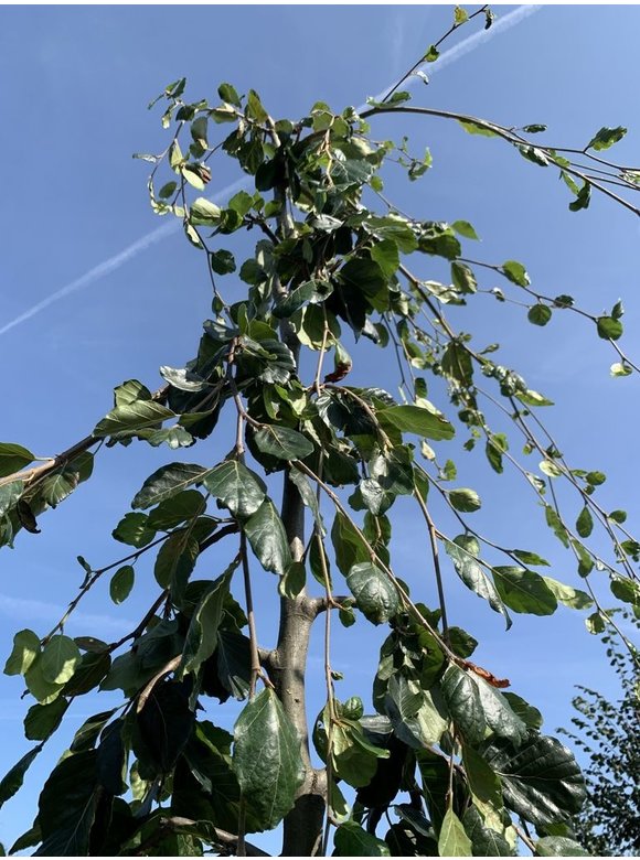 Grüne Hängebuche 'Pendula' | Fagus sylvatica 'Pendula' Grüne Hängebuche 'Pendula' | Fagus sylvatica 'Pendula'