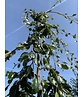 Grüne Hängebuche 'Pendula' | Fagus sylvatica 'Pendula'