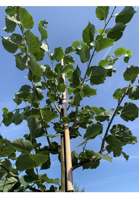 Holländische Linde | Tilia europaea