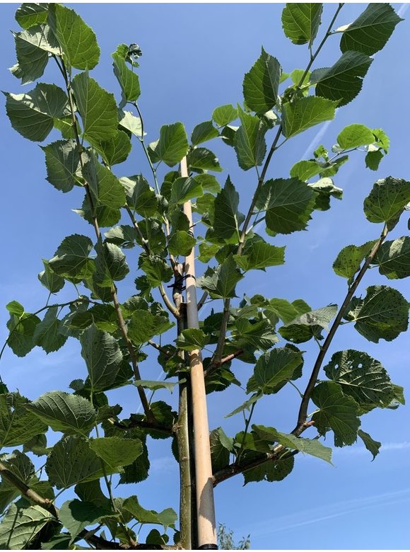 Holländische Linde | Tilia europaea Holländische Linde | Tilia europaea