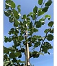 Holländische Linde | Tilia europaea