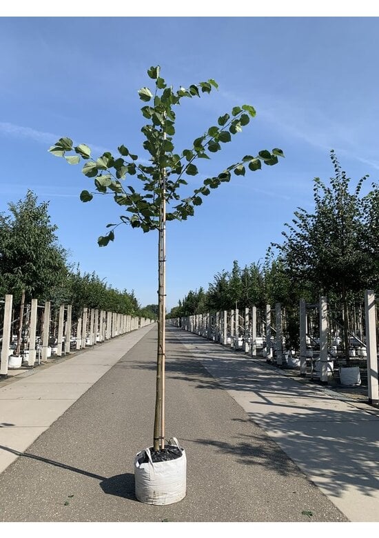 Holländische Linde | Tilia europaea