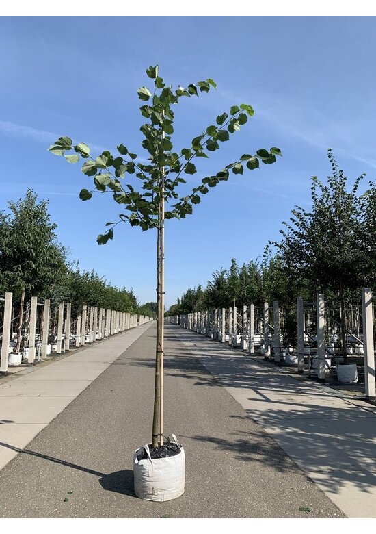 Holländische Linde | Tilia europaea