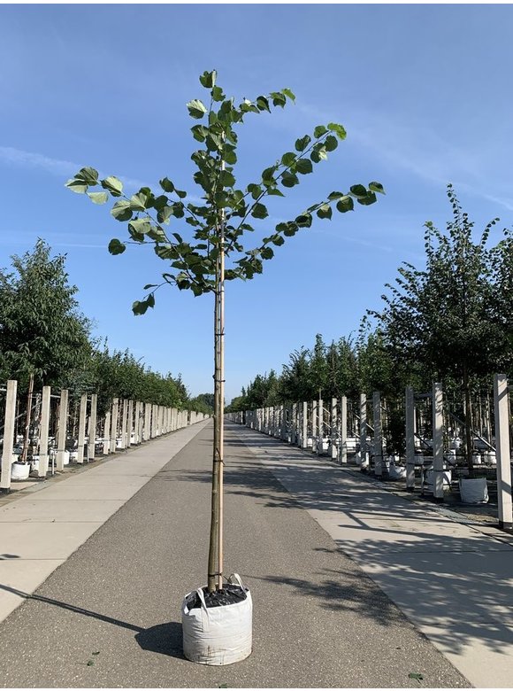 Holländische Linde | Tilia europaea Holländische Linde | Tilia europaea