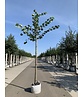 Holländische Linde | Tilia europaea