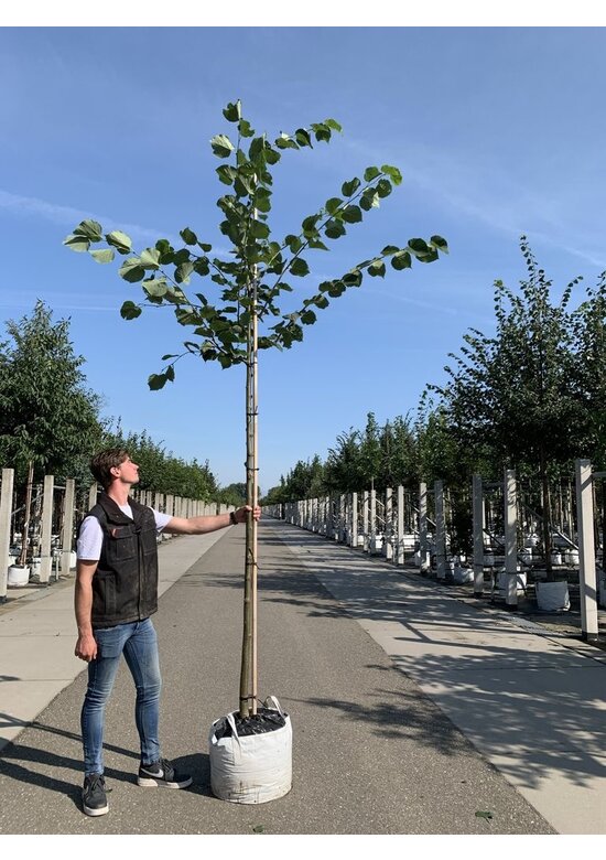 Holländische Linde | Tilia europaea