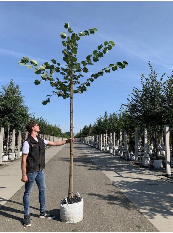 Holländische Linde | Tilia europaea Holländische Linde | Tilia europaea