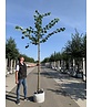 Holländische Linde | Tilia europaea