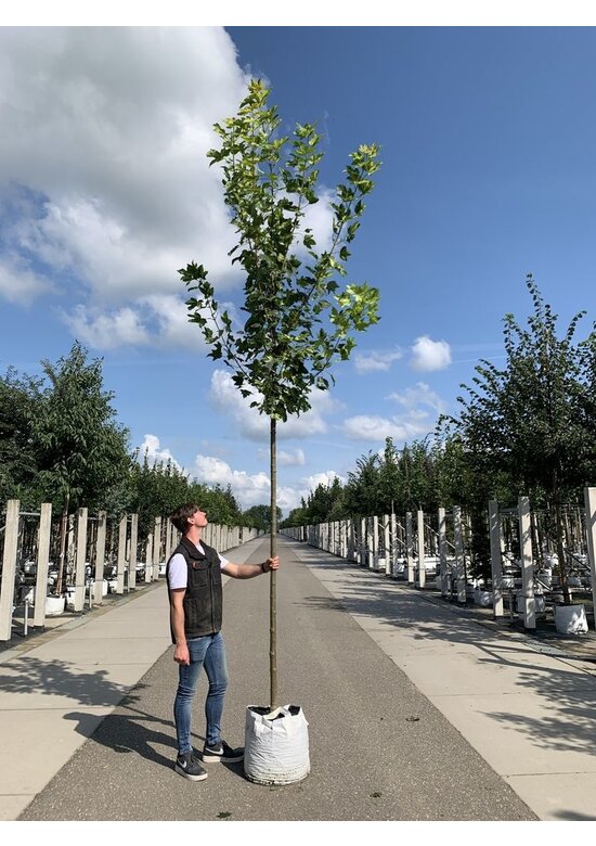 Berg-Ahorn 'Leopoldii' | Acer pseudoplatanus 'Leopoldii'
