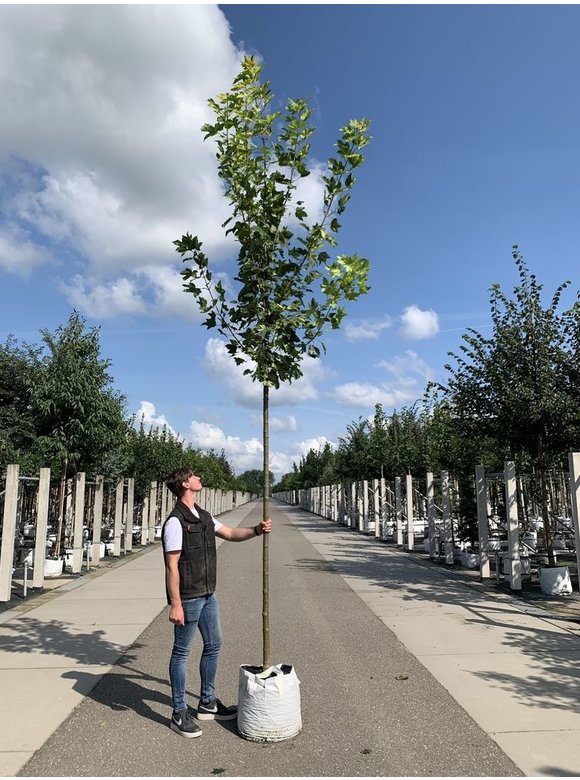 Berg-Ahorn 'Leopoldii' | Acer pseudoplatanus 'Leopoldii' Berg-Ahorn 'Leopoldii' | Acer pseudoplatanus 'Leopoldii'