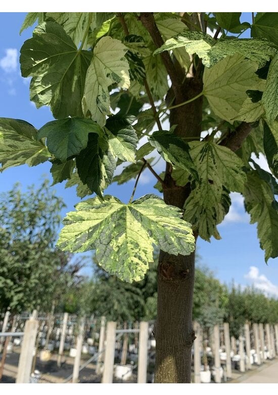 Berg-Ahorn 'Leopoldii' | Acer pseudoplatanus 'Leopoldii'