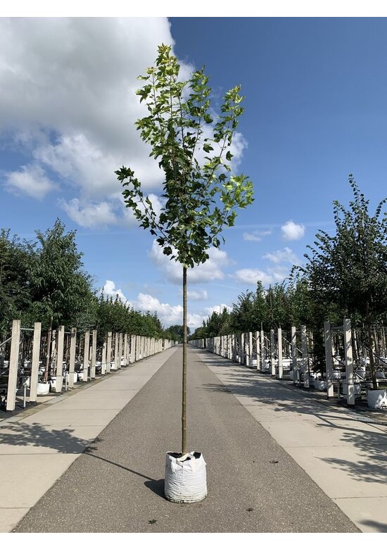 Berg-Ahorn 'Leopoldii' | Acer pseudoplatanus 'Leopoldii' Berg-Ahorn 'Leopoldii' | Acer pseudoplatanus 'Leopoldii'