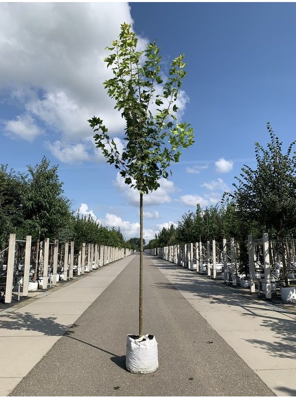 Berg-Ahorn 'Leopoldii' | Acer pseudoplatanus 'Leopoldii' Berg-Ahorn 'Leopoldii' | Acer pseudoplatanus 'Leopoldii'