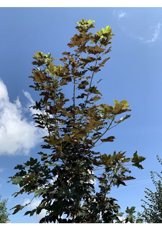 Berg-Ahorn 'Spaethii' | Acer pseudoplatanus 'Spaethii'