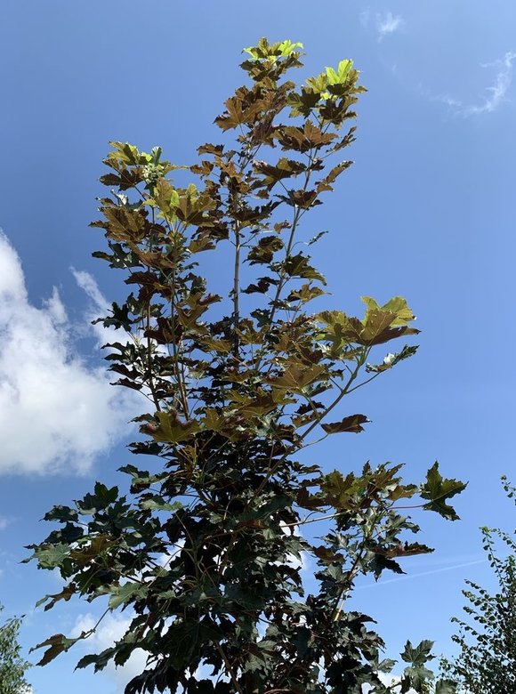 Bergahorn Spaethii | Acer pseudoplatanus 'Spaethii'