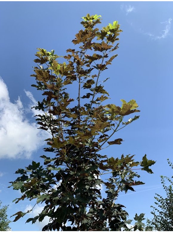 Berg-Ahorn 'Spaethii' | Acer pseudoplatanus 'Spaethii' Berg-Ahorn 'Spaethii' | Acer pseudoplatanus 'Spaethii'