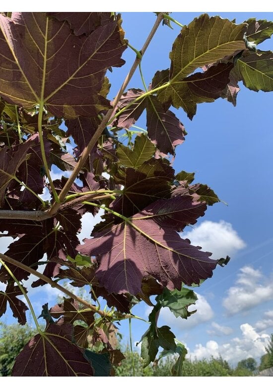 Berg-Ahorn 'Spaethii' | Acer pseudoplatanus 'Spaethii'