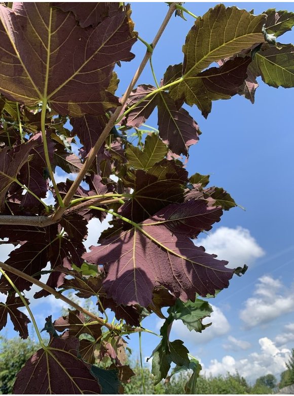 Berg-Ahorn 'Spaethii' | Acer pseudoplatanus 'Spaethii' Berg-Ahorn 'Spaethii' | Acer pseudoplatanus 'Spaethii'