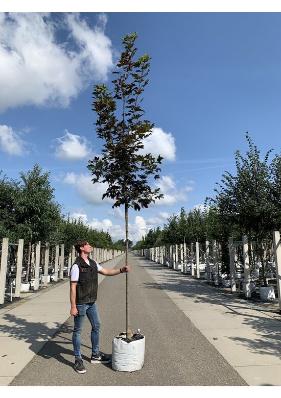 Berg-Ahorn 'Spaethii' | Acer pseudoplatanus 'Spaethii'