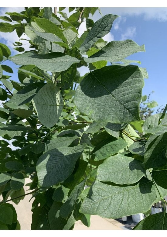 Amerikanisches Gelbholz | Cladrastris kentukea